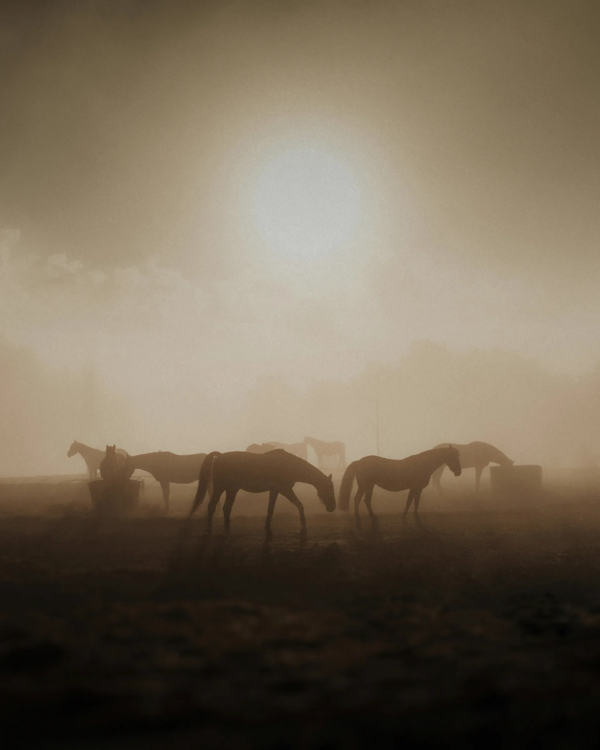 Silhouetted horses gathered at sunset on the open prairie
